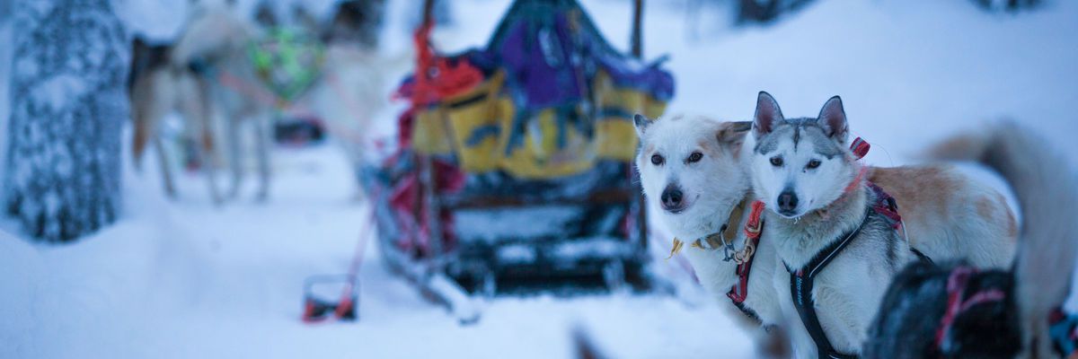 Guide to husky sledding