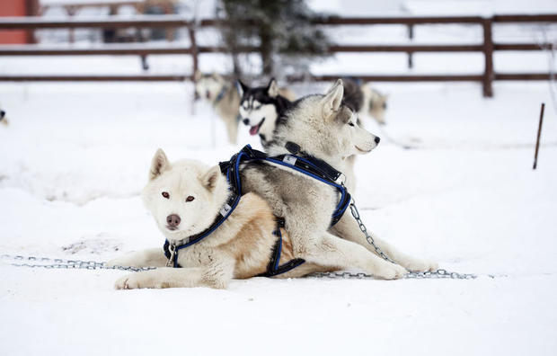 Dog Sledding in Sweden