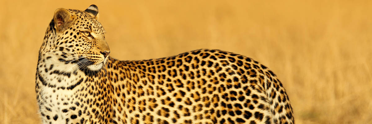 Zimbabwe Holidays 2025/2026 | Luxury & Tailor-Made with Wexas Travel