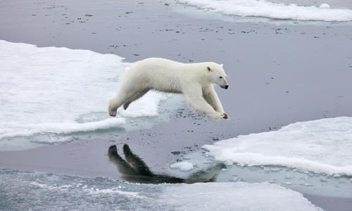 Seeing Svalbard's polar bears