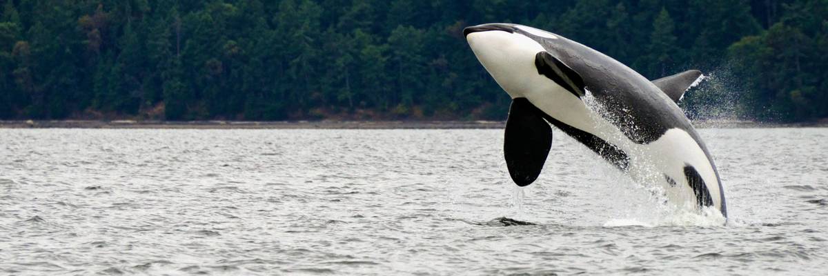Crystal Cruises announce partnership with Orca