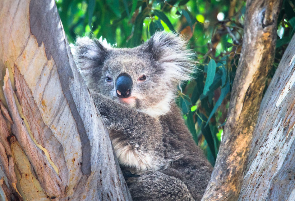 Koala Cafe Australia