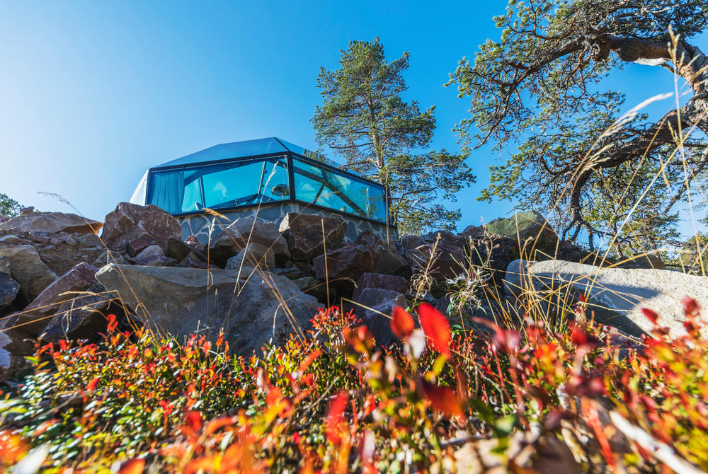 Flowers blooming at Levin Iglut in Finland