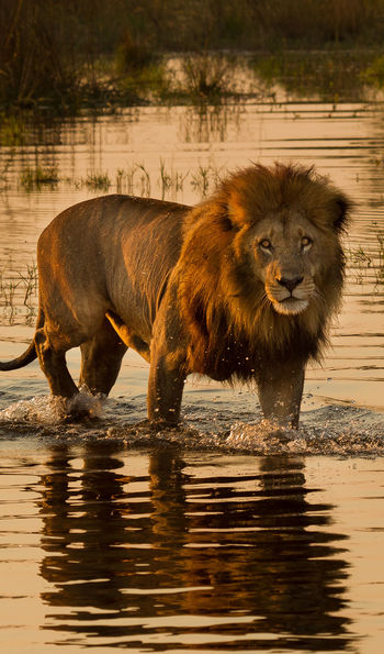 A lion in Chobe National Park