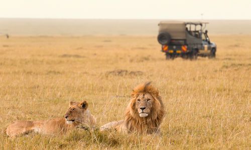 Lions of Southern Africa