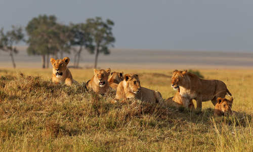 Lions in the Masai Mara, Kenya