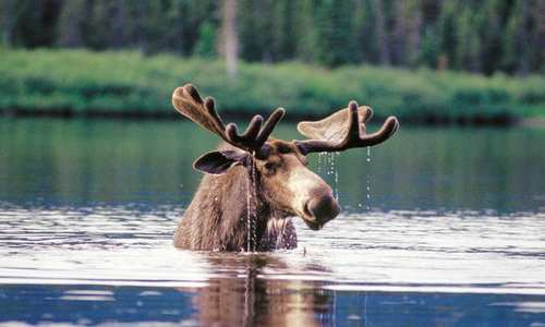 Moose, Québec, Canada