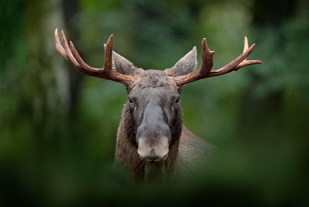  Swedish moose looking ahead