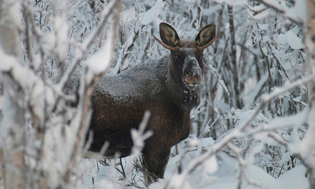 A moose near ICEHOTEL (Credit: Ofelas)