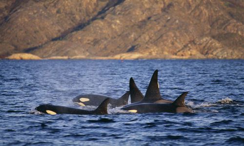 Orca Whales in Norway