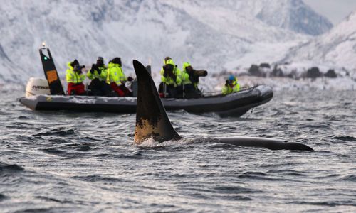 Whale Safari