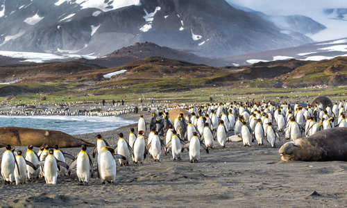 Penguin Colony, Falkland Islands