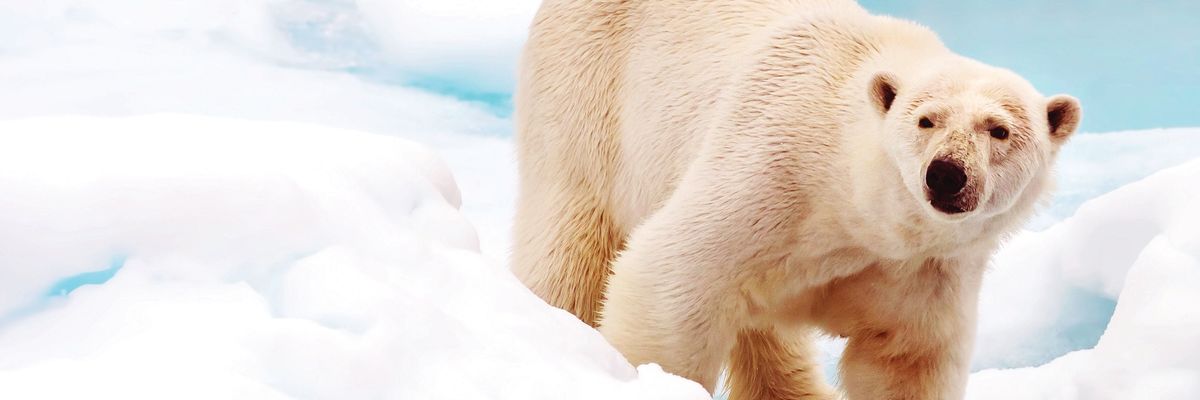Top Ten reasons you should try a luxury expedition cruise