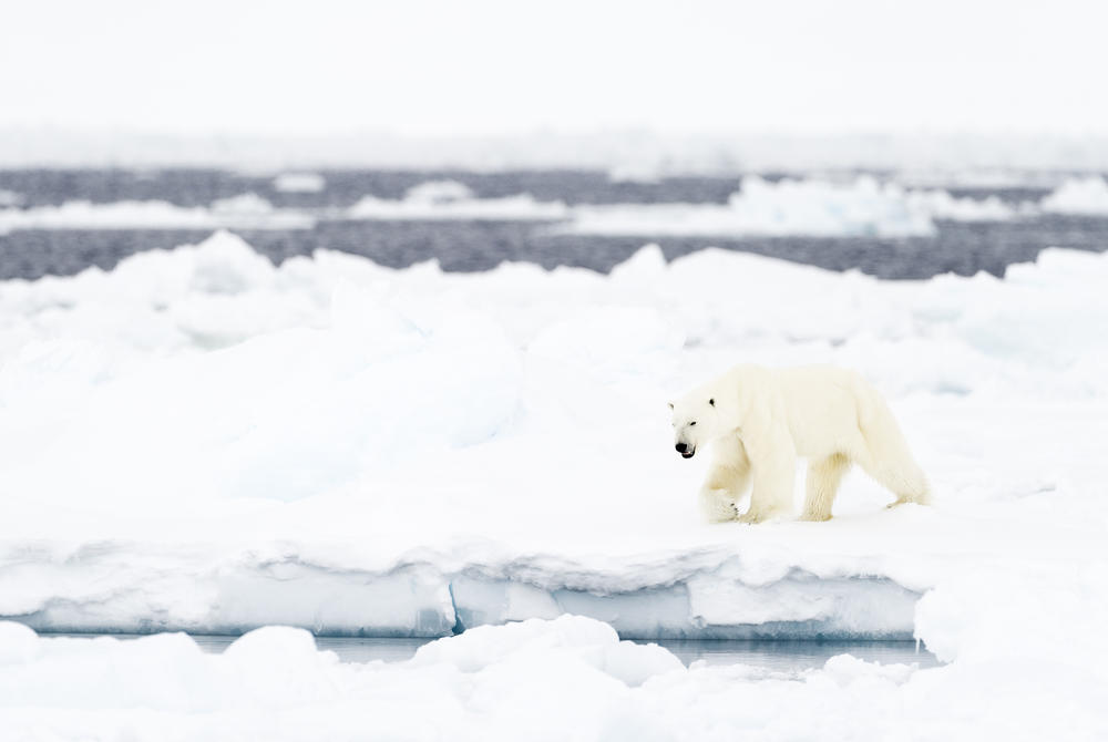 Polar bear, Nunavut