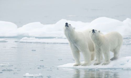Top tips for visiting Svalbard