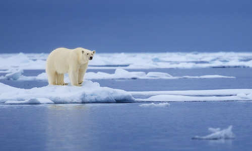 Polar bear in Svalbard