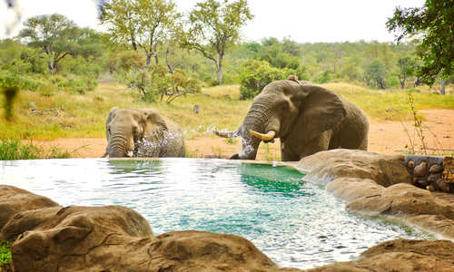 Pool, Motswari Game Lodge