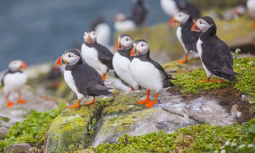 Puffin Arrival Day in Lovund, Norway