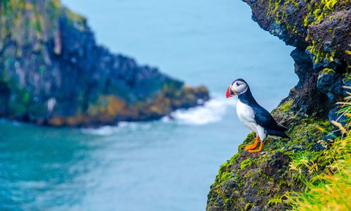 Puffins at Svalbard