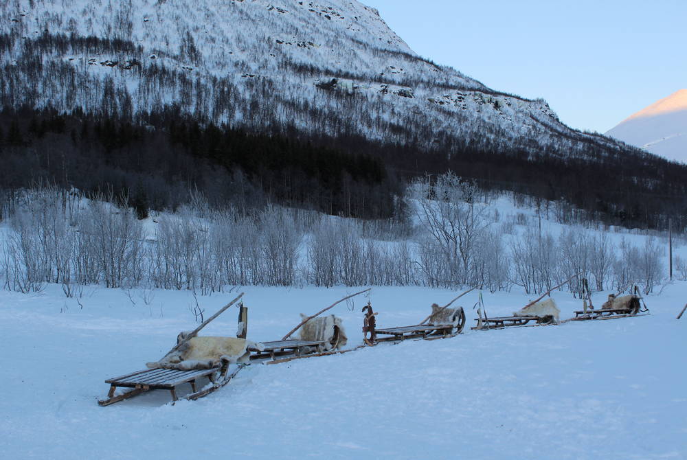 Reindeer Sledding & Sami Culture