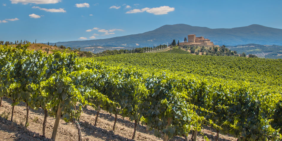 Wine vineyards of Rioja in Spain