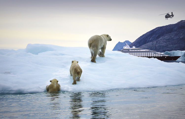 See wild polar bears on a Greenland holiday with Scenic Eclipse