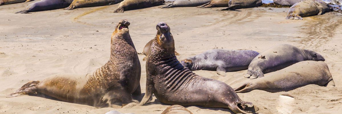 Sea Lions, California