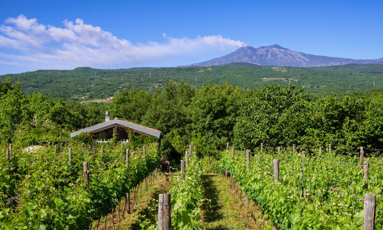 Sicily vineyard and mount Etna