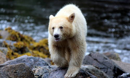 Spirit Bear Lodge, British Columbia, Canada