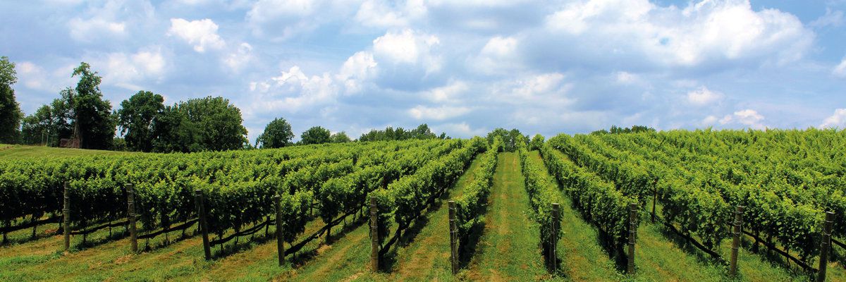 Niagara-on-the-Lake vineyard