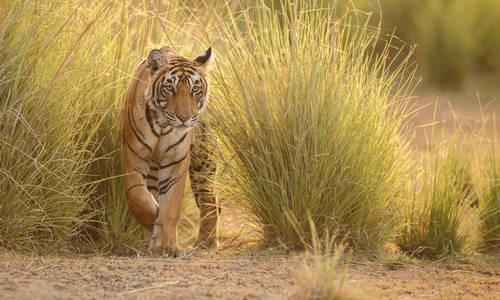 Royal Bengal tiger in Ranthambore National Park