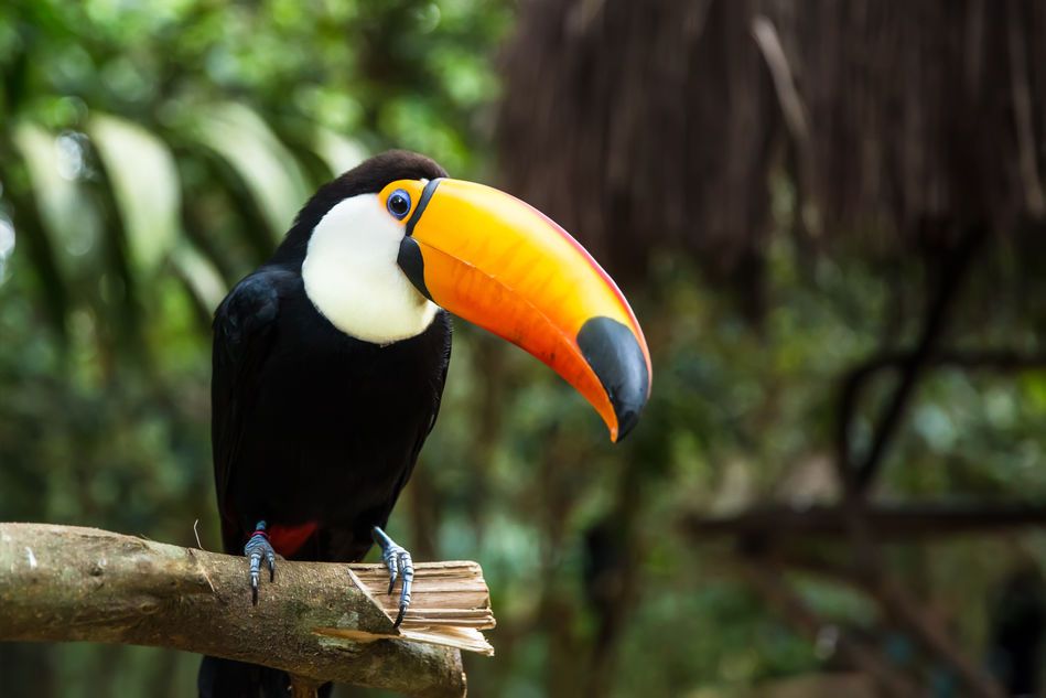 Image of Toucan