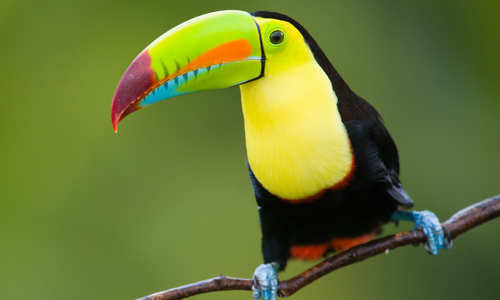 Toucan, Amazon
