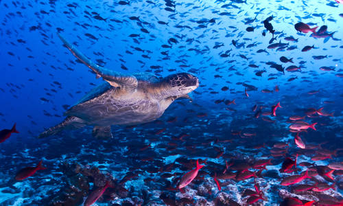 Turtle in Galapagos