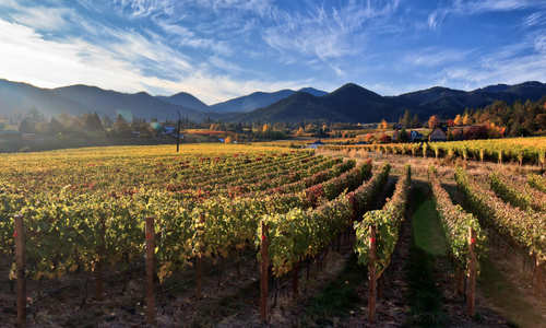 Vineyard -Tualitan Valley