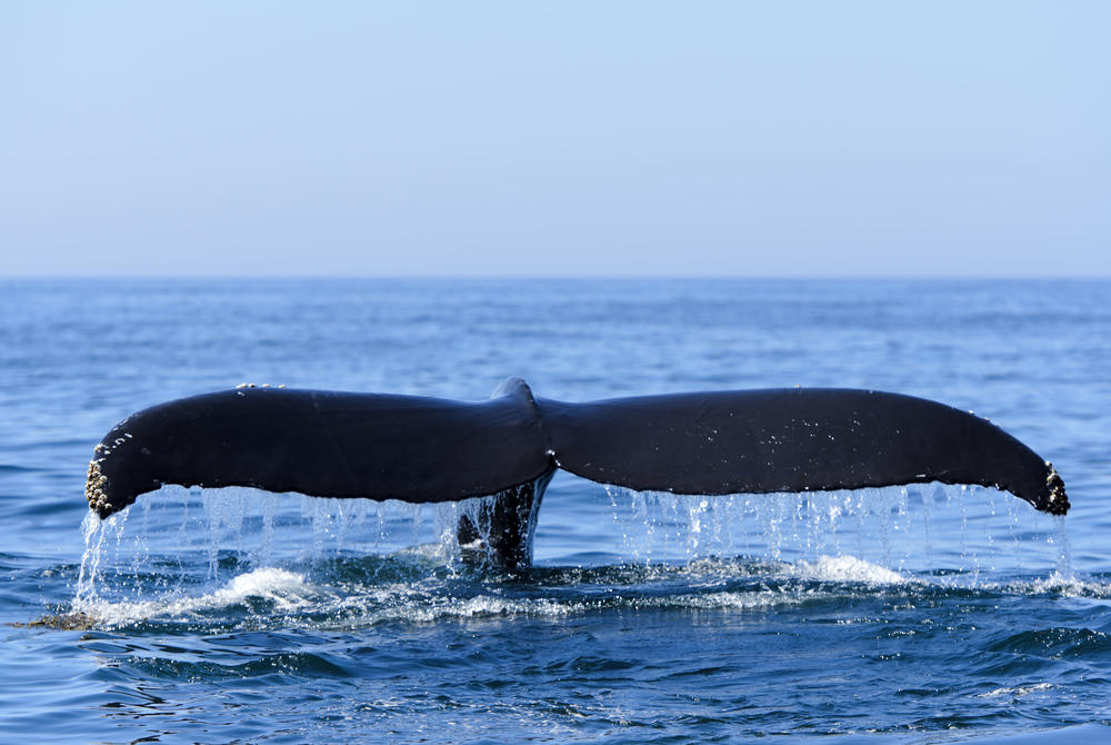 Whale tail in water at Bay of Fundy Canada