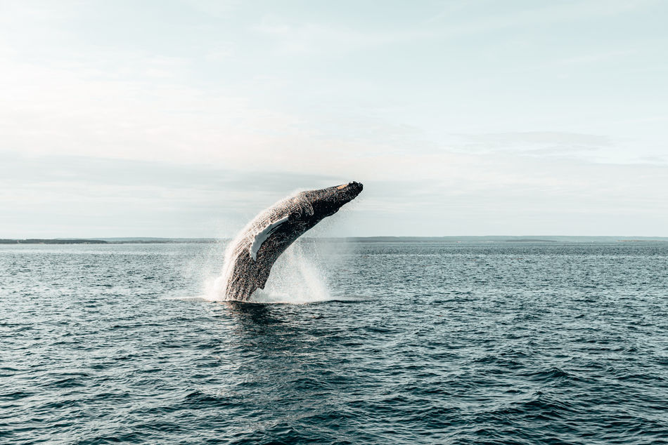 Humpback whale breaching the waters of Bay of Fundy in New Brunswick