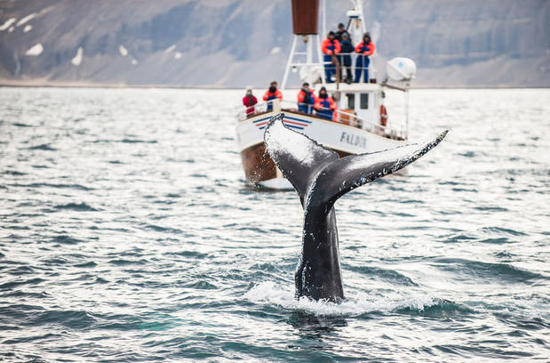 Whale watching tour in Iceland