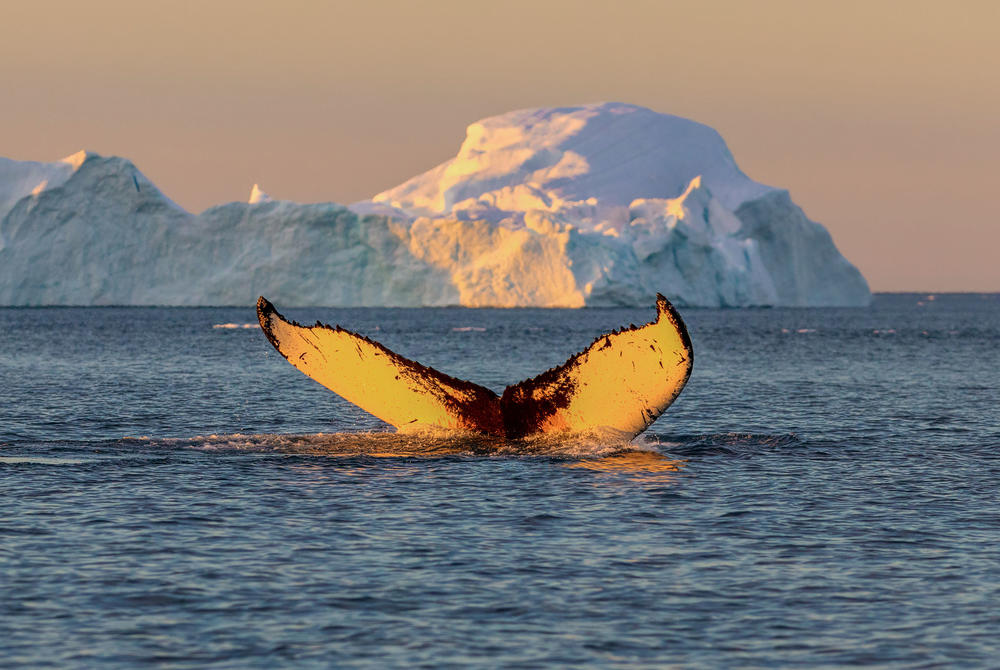 Whale breaching in Greenland's Disko Bay