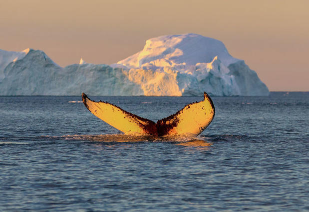 Whale breaching the surface in Disko Bay, Greenland