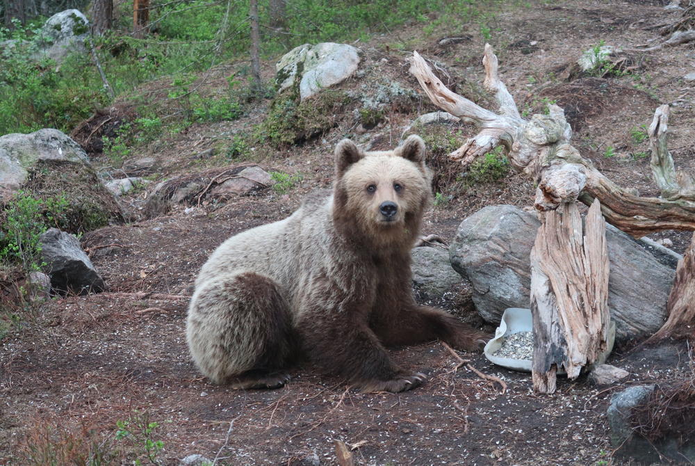 Bear watching in Gavelborg, Sweden