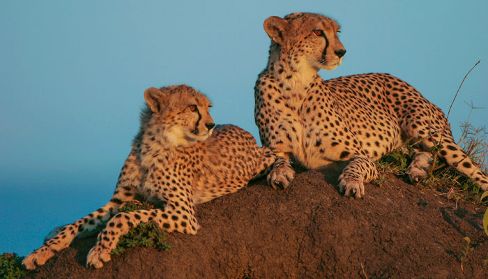 Cheetahs, Kenya