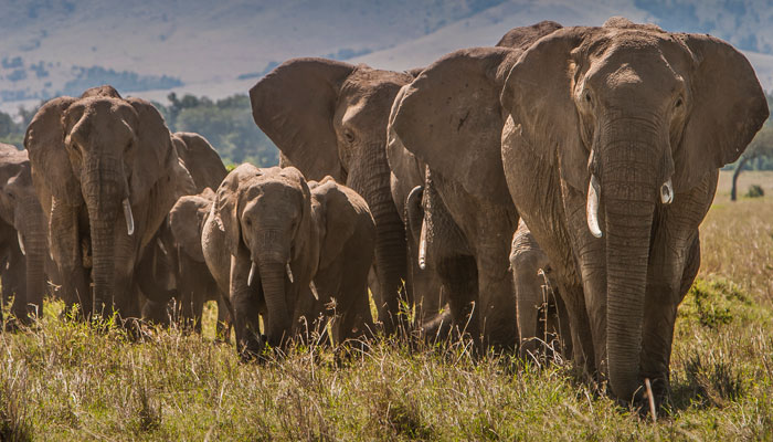 Elephants, Kenya