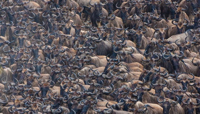 Wildebeest migration, Kenya