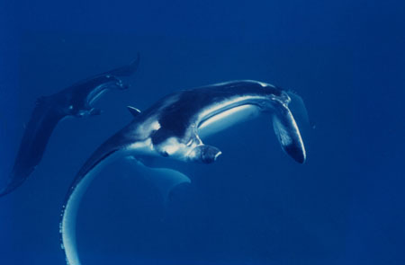 Hawaii manta ray dive site