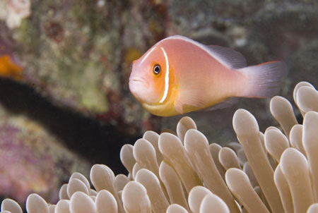 Micronesia Chuuk Lagoon dive site