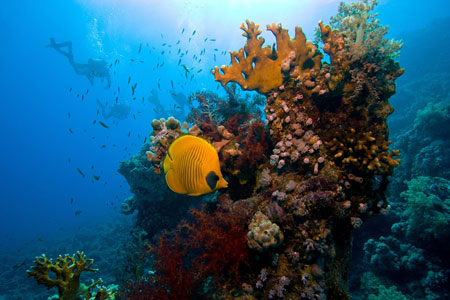 Egypt Red Sea Ras Mohammed dive site