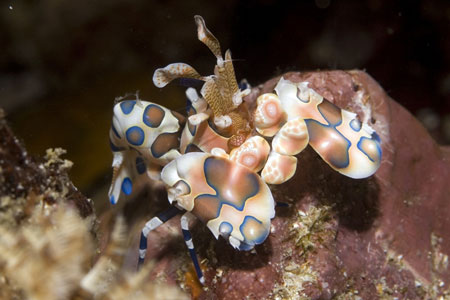 Thailand Richelieu Rock dive site