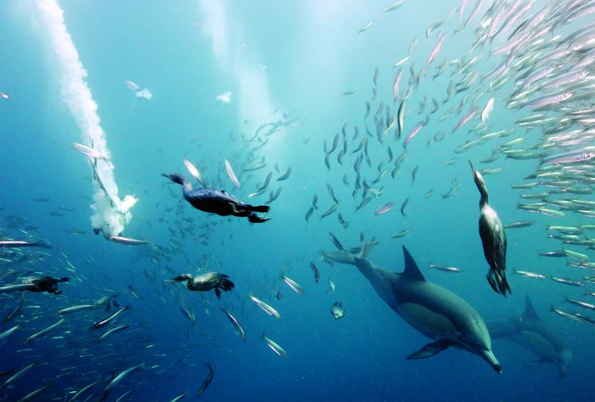 Sardine Run, Eastern Cape, South Africa