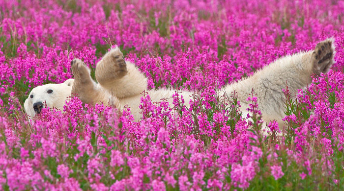 A polar bear enjoys the summertime in Manitoba